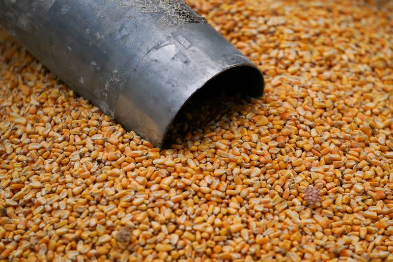 Corn rests on the ground on Hodgen Farm in Roachdale