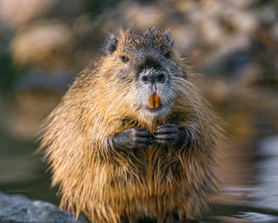 Otter with large, bright orange teeth.