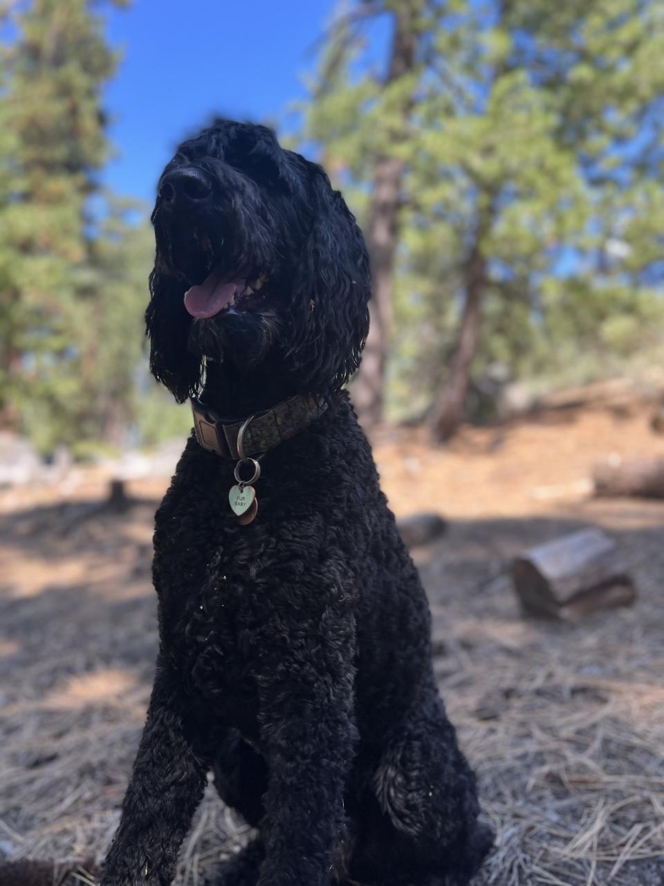 Jack Ruby, a 2-year-old goldendoodle