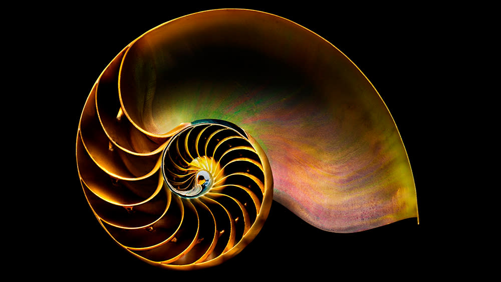  An image of a shell representing the golden ratio. 