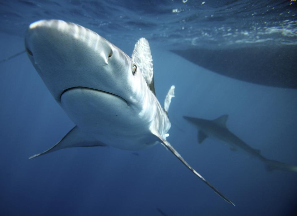 En Hawaii se organizan tours de nado junto a tiburones. (Reuters)