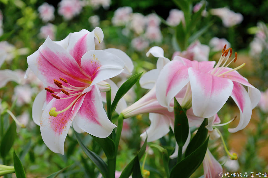 新北淡水｜奎柔山路百合花園