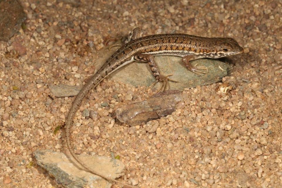A Trachylepis wilsoni, or Wilson’s wedge-snouted skink. Photo from Luis Ceríaco, shared by Mariana Marques