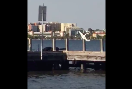 A plane has crashed into the Swan River. Source: Facebook