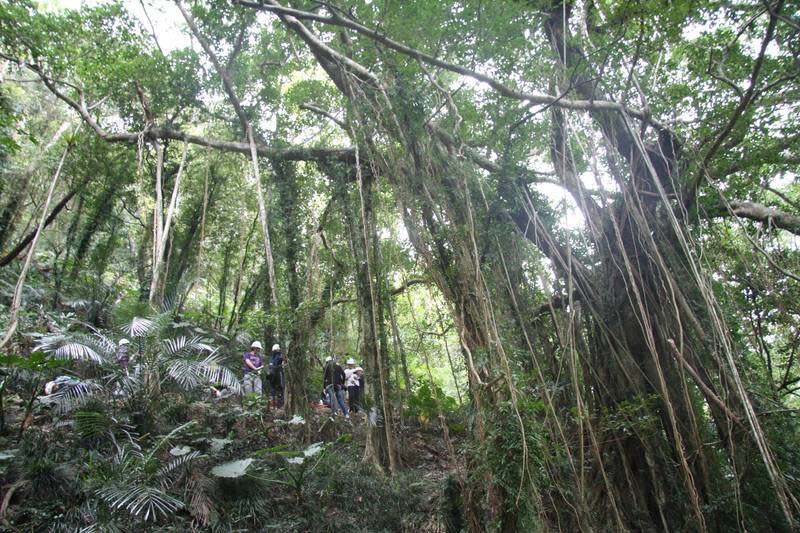 白榕步道（圖片來源：屏東林管處）