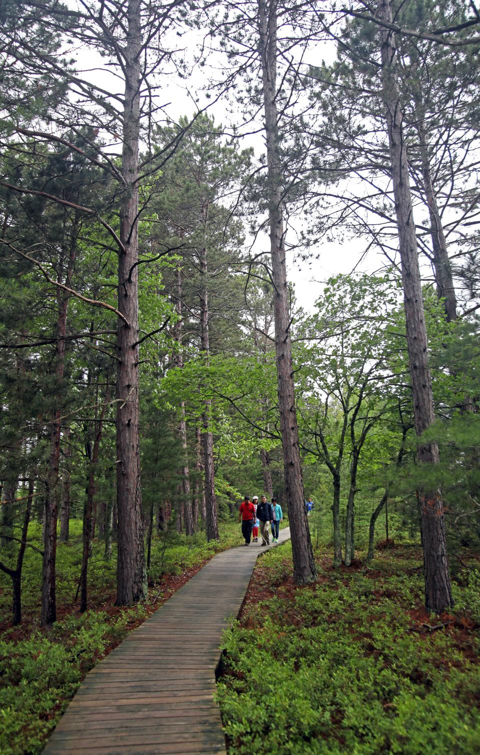 The Boardwalk Trail travels through forest and bog landscapes along Lake Superior at Big Bay State Park on Madeline Island.