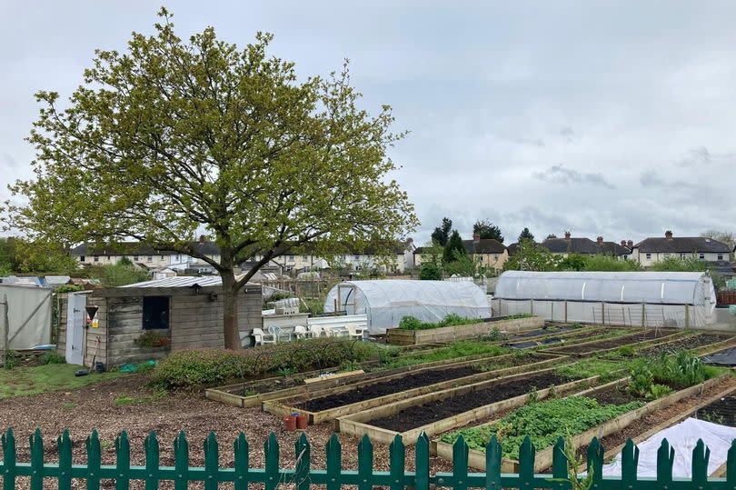 The Pengam Permanent Allotments was filled with plants, greenhouses and sheds -Credit:WalesOnline
