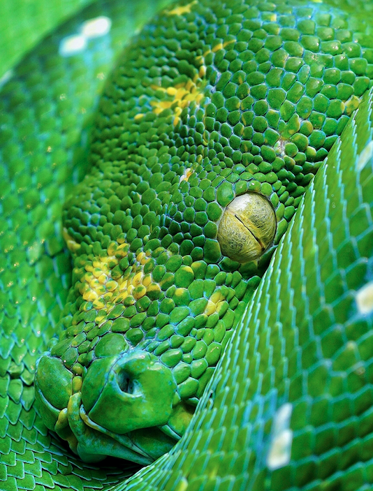 A giant snake angrily awakens from its slumber, showing off its bright lime-coloured eyes.