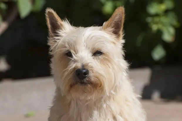 Cairn Terriers are the most beautiful dog breed, according to one new study