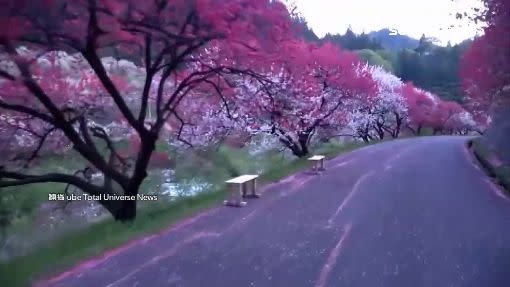 這段櫻花盛開的影片，在網路上瘋傳。（圖／翻攝自Total Universe News.youtube）