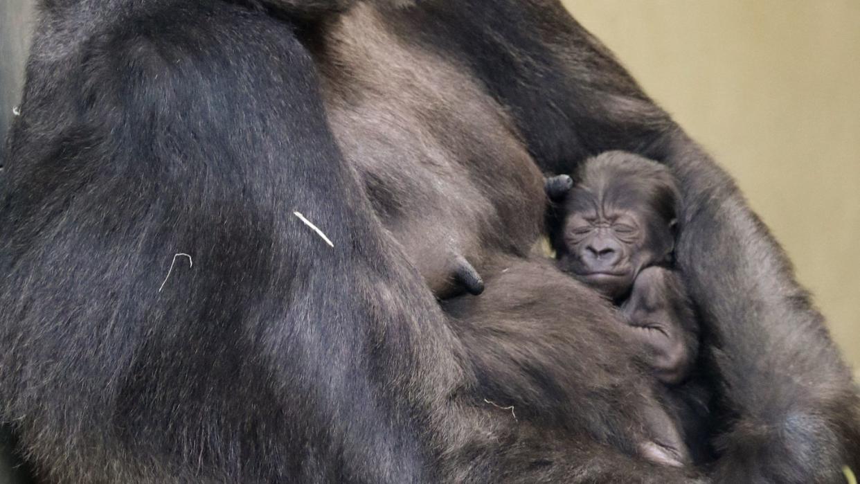 Das Mitte Februar geborene, noch namenlose  Gorilla-Mädchen im Arm seiner Mutter Bibi.