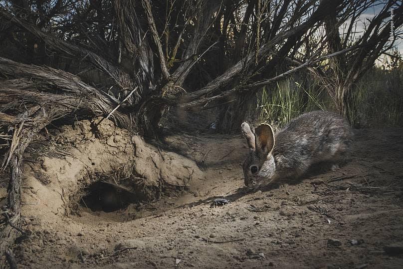 Morgan Heim/Wildlife Photographer of the Year