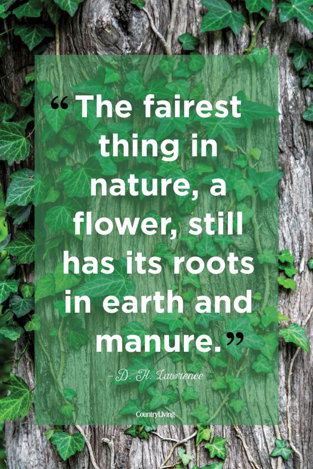 Beautiful Quotes About the Power of Nature Yahoo Sports