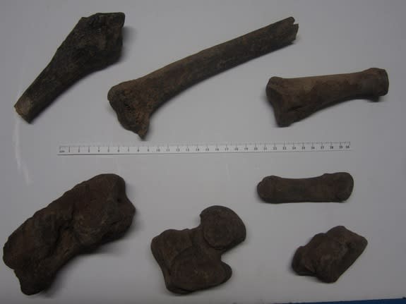 Seven of the walrus bone fragments found in the St Pancras burial ground.