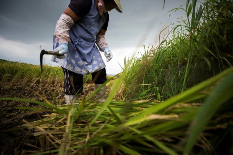 Farms all over Japan are dying as farmers age