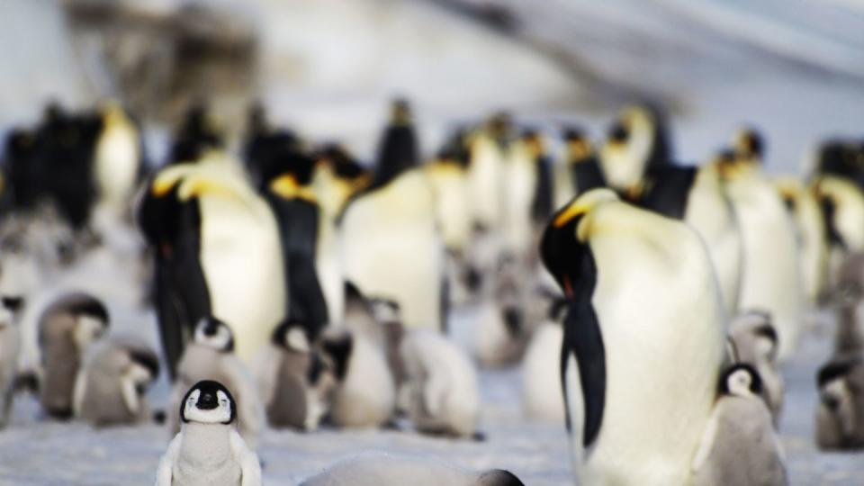 Eisschwund bringt tausenden Kaiserpinguin-Küken den Tod. (Bild: Bas/PA Media/dpa)