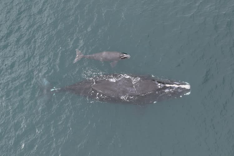 Porcia (#3293) and her calf were spotted southeast of Ossawbaw Island, Georgia on December 17, 2022. Portia is at least 26 years old and this is her third known calf.