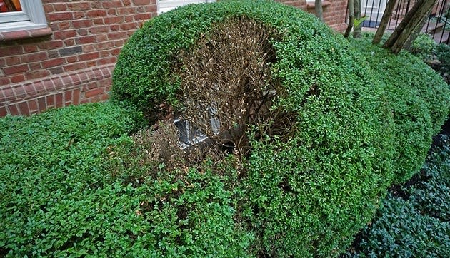 Boxwood blight kills entire branches of the shrub