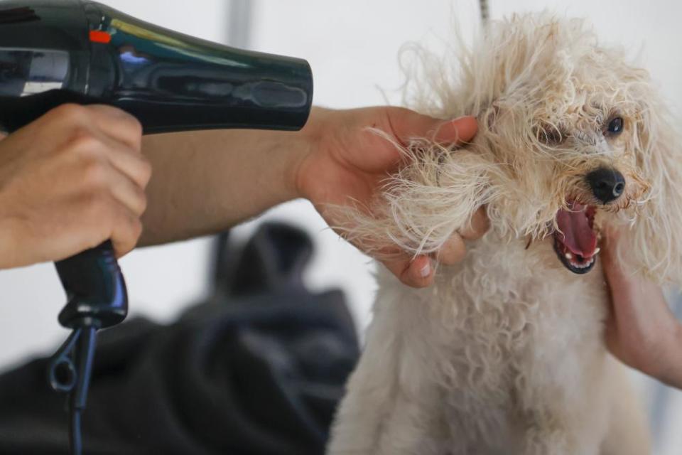 A poodle's hair flies around its face as a pet groomer blowdries it