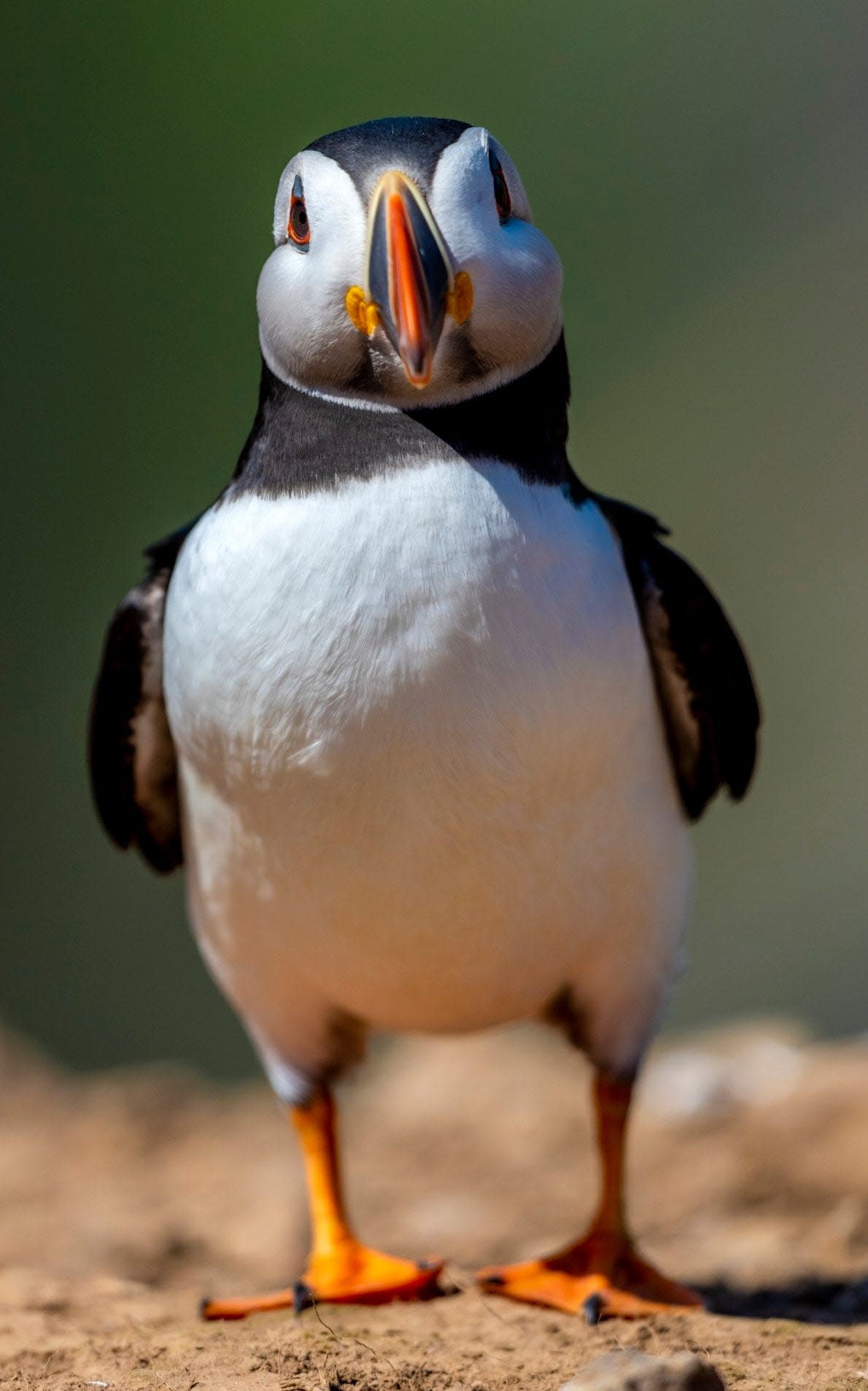 A puffin on Skomer Island, Pembrokeshire