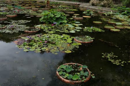 Water lilies are seen in a half empty lagoon built in the shape of Venezuela, at the botanical garden in Caracas, Venezuela July 9, 2018. Picture taken July 9, 2018. REUTERS/Marco Bello
