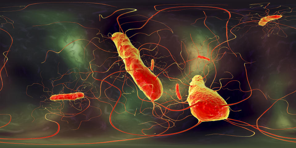 Clostridium difficile bacteria, 360 degree VR spherical panorama view, 3D illustration. Bacteria which cause pseudomembraneous colitis and are associated with nosocomial antibiotic resistance