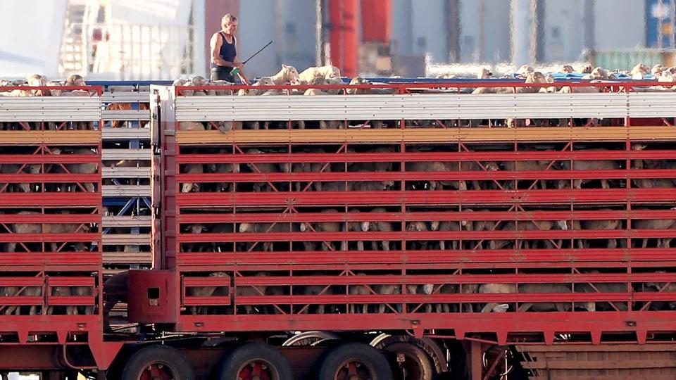 Sheep carted to the docks for live export.