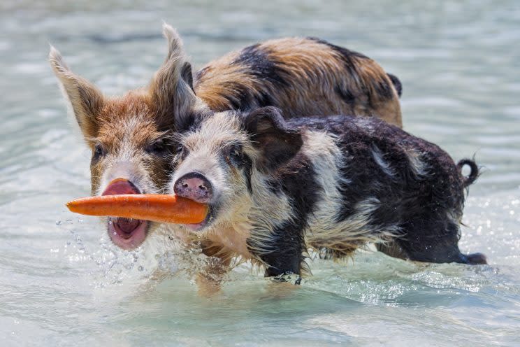 Photographer catches pictures of the 'swimming pigs of the Bahamas' taking a dip