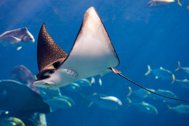 These fisherman caught a manta ray on camera that's so big, it's making us  wonder if