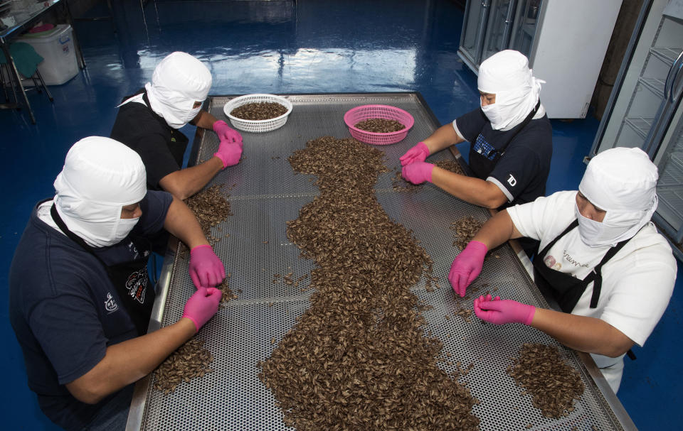 In this Oct. 3, 2019, photo, employees sort out crickets for size at Smile cricket farm at Ratchaburi province, southwest of Bangkok, Thailand. Insects have long been part of the diet of poor rural Thais, but entrepreneur Thatnat Chanthatham - inspired by studies showing bugs are high in protein and raising them does minimal damage to the environment - hopes to broaden the market for baked bugs by packaging them like potato chips and selling them in convenience store and supermarkets. (AP Photo/Sakchai Lalit)