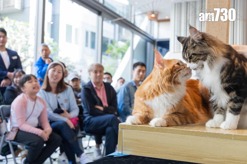 嘉熙住客會所舉辦「貓之達人分享會」 介紹貓品種及分享養貓貼士