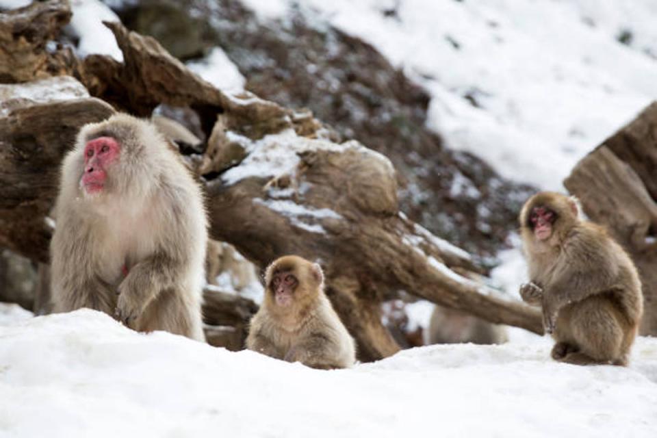 Los macacos japoneses salvajes también son conocidos como monos de nieve y a menudo se les ve bañándose tranquilamente en aguas termales (Getty Images)