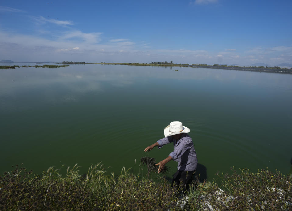 Juan Hernandez collects ahuautle, the eggs of the axayacatl, a type of water bug, on Lake Texcoco, near Mexico City, Tuesday, Sept. 20, 2022. Hernandez is one of only six people known to still harvest ahuautle, at least in the Texcoco area, they fear they may be the last.(AP Photo/Fernando Llano)