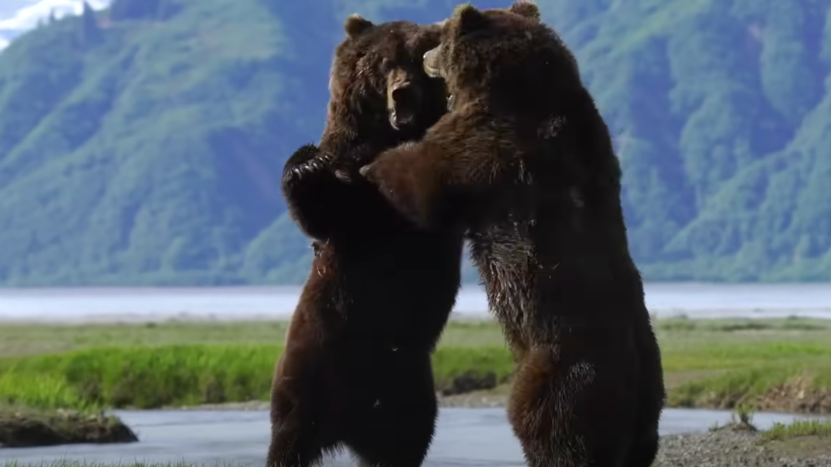 Grizzly Battleground (Full Episode)  Alaska's Grizzly Gauntlet 