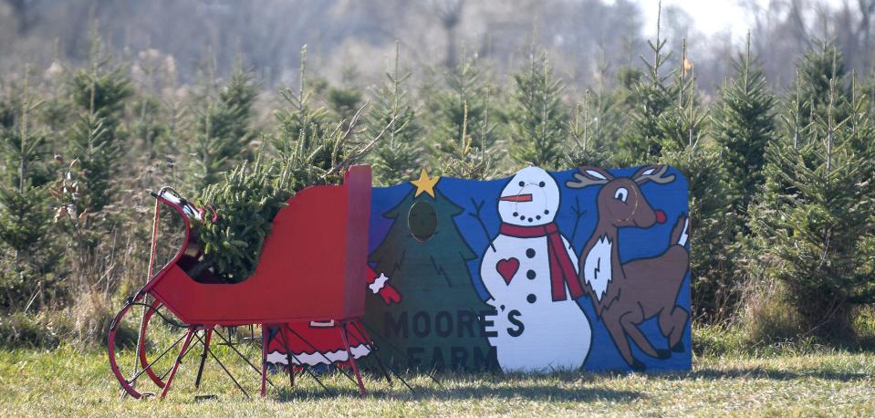 Trees await a home at Moore's Christmas Tree Farm in Marlboro Township.