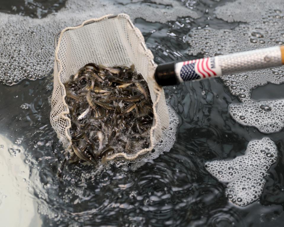 To prevent mosquitoes from multiplying, the Westchester County Department of Health will give away 300 pounds of fathead minnows the first weekend in May, to residents who have ponds or water features. Here, a net full of the minnows are pictured at a county facility in West Harrison, May 6, 2022. 