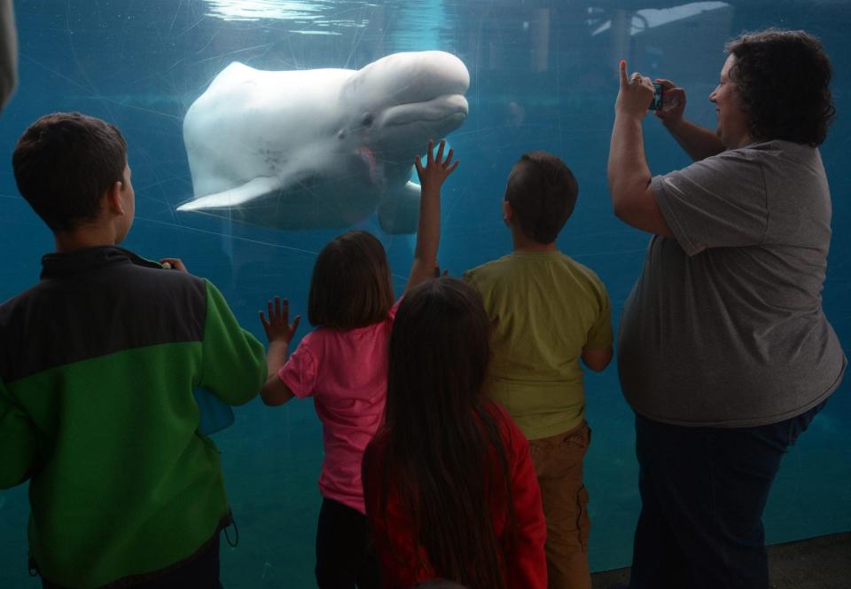 Tourists view a beluga whale at Mystic Aquarium.