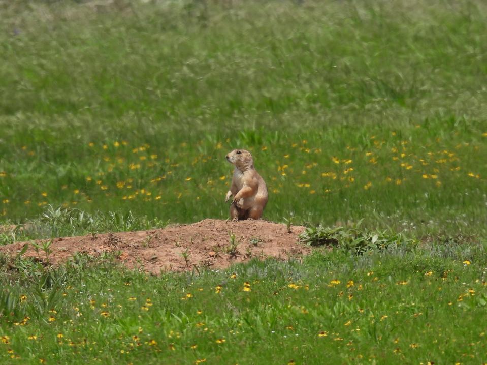 This black-tailed prairie dog was spotted at a small prairie dog town in the Wichita Mountains Wildlife Refuge in spring 2023.