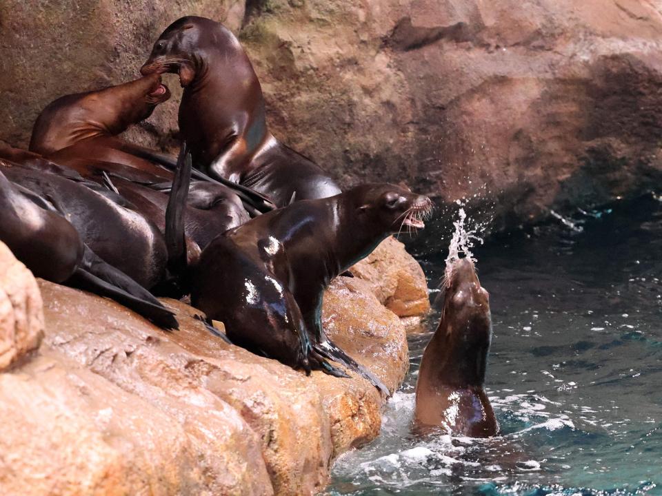 A group of sea lions rest on a brown rock platform while one swims in the water nearby