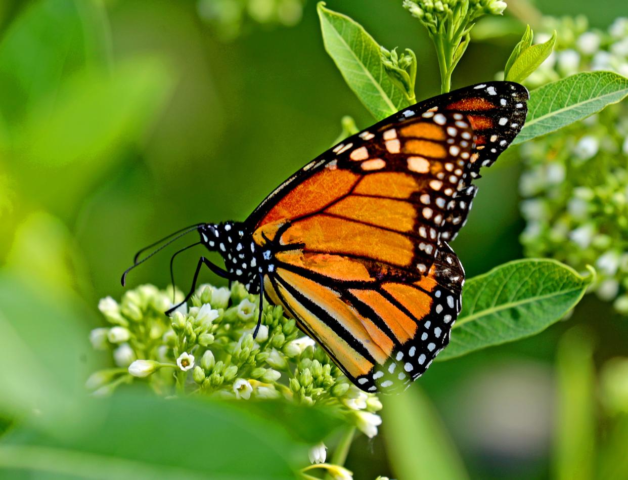 A Monarch butterfly rests on milkweed at the County Grounds in Wauwatosa on Wednesday, June 9, 2021. The monarch butterfly population in the United States has declined by over 80% in the last 20 years.  -  Photo by Mike De Sisti / Milwaukee Journal Sentinel via USA TODAY NETWORK