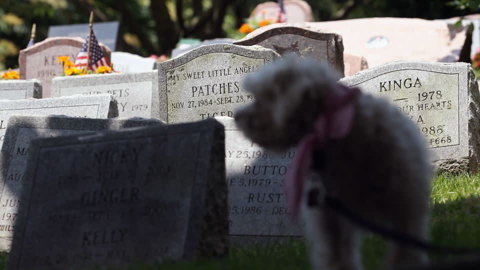 In this 2012 photo, rescued dog Tessa awaits adoption during a memorial service for military working dogs at the Hartsdale Pet Cemetery in New York. - John Moore/Getty Images