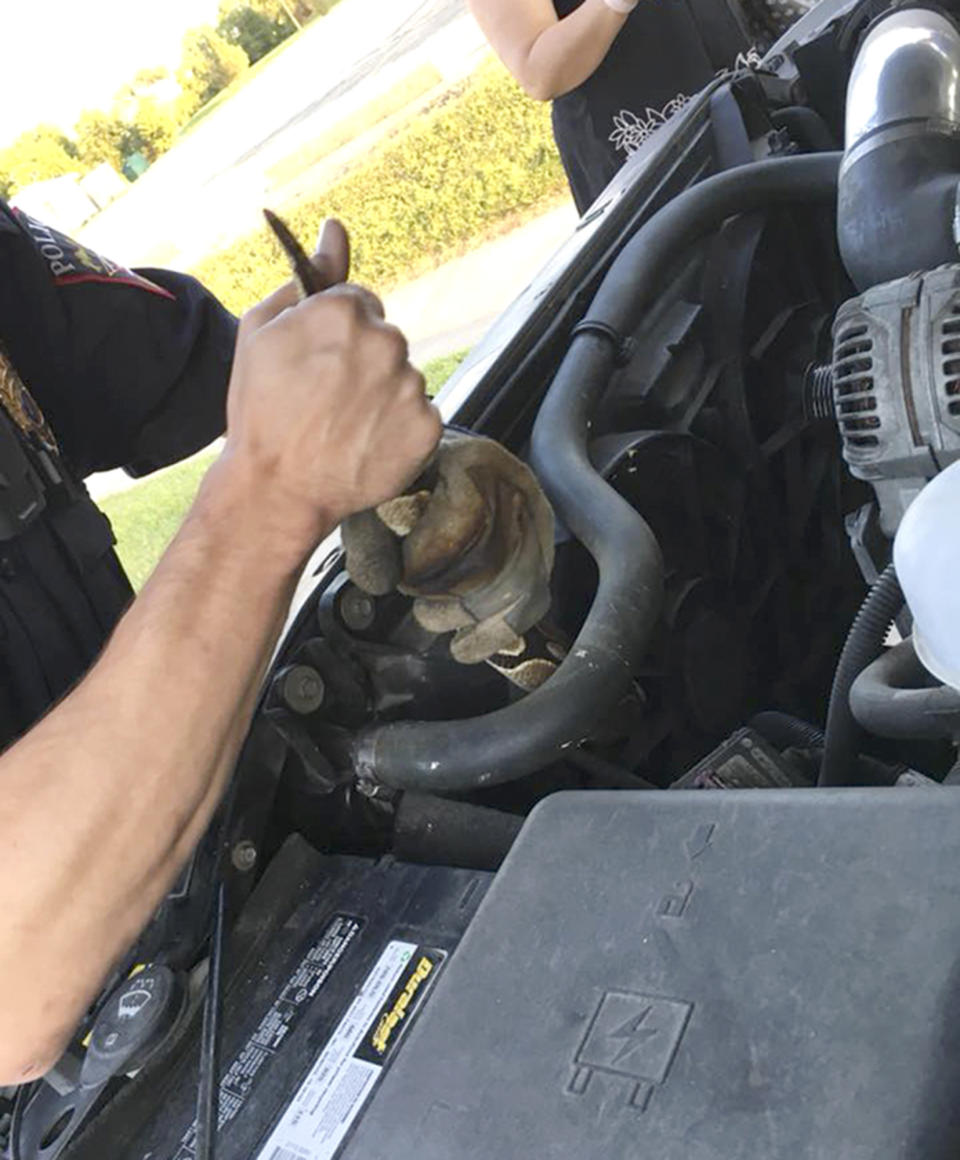 This Wednesday, Aug. 22, 2018, photo provided by the Omro Police Department in Omro, Wis., shows police officers trying to remove a 4-foot-long Ball python that was discovered wrapped around a car engine. It took hours to unwind and coax the snake from the engine compartment. Police say the snake escaped from its owner more than a month ago. (Omro Police Department via AP)