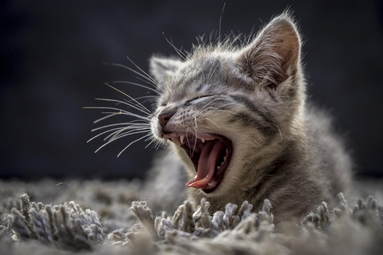 Ein süßes Katzenjunges wie dieses musste die Tage in New Jersey aus einem Abwasserkanal befreit werden. (Symbolbild: Getty Images)