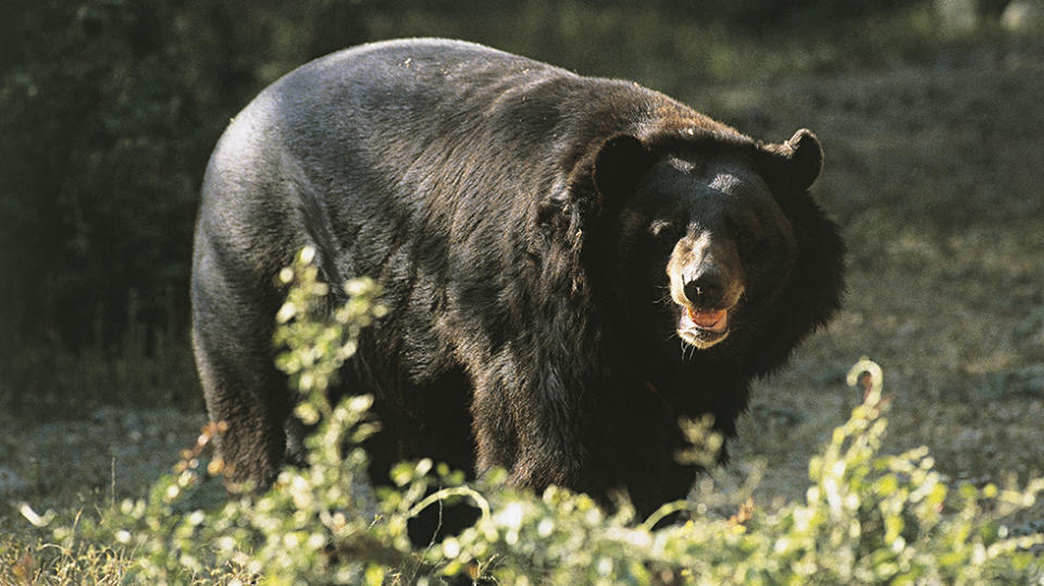 The family had actually been living with Asiatic black bear. Source: Getty (file image)