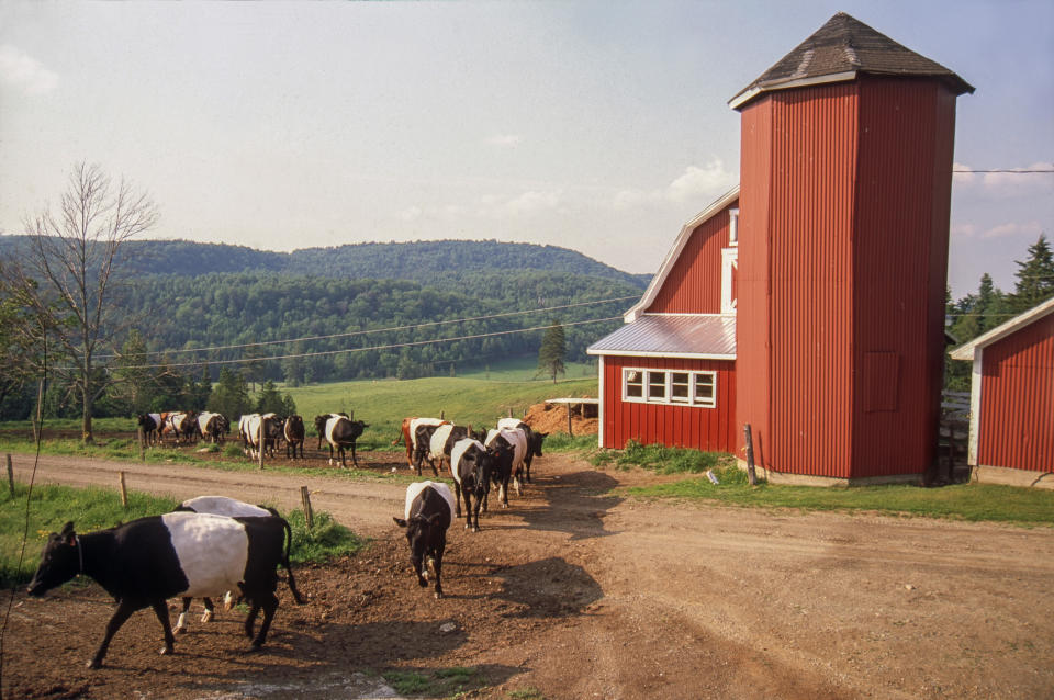 Animals on a farm