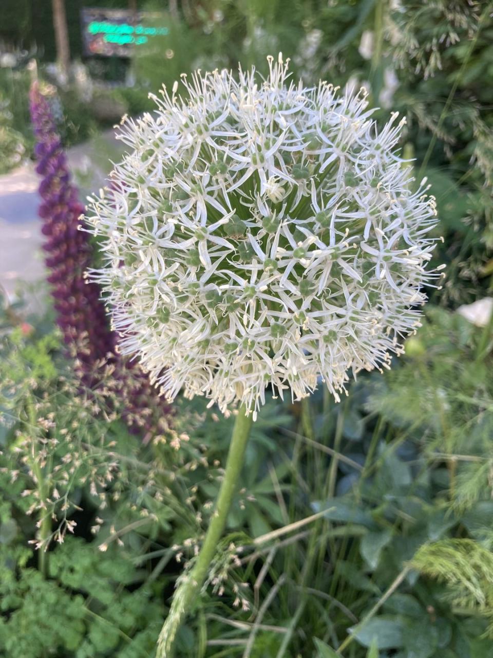 <p>Purple alliums have been popping up in Chelsea Show Gardens for years, but this year, it’s the time of the white allium. With perfect lollipop spheres atop straight stems, they manage to be ghostly and ethereal at the same time as making a bold statement.</p><p>Look out for the white globes of Allium ‘Silver Spring’, ‘White Empress’ and ‘Mount Everest’ combined with white foxgloves, spires of yellow lupins and fine grasses like Stipa gigantea, and other bulbs like camassias. For great combinations, see the meadowy mix in the Stitchers' Garden by Frederic Whyte.</p>