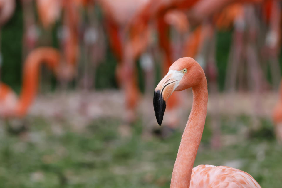 A pink flamingo in front of other flamingos at a nature reserve