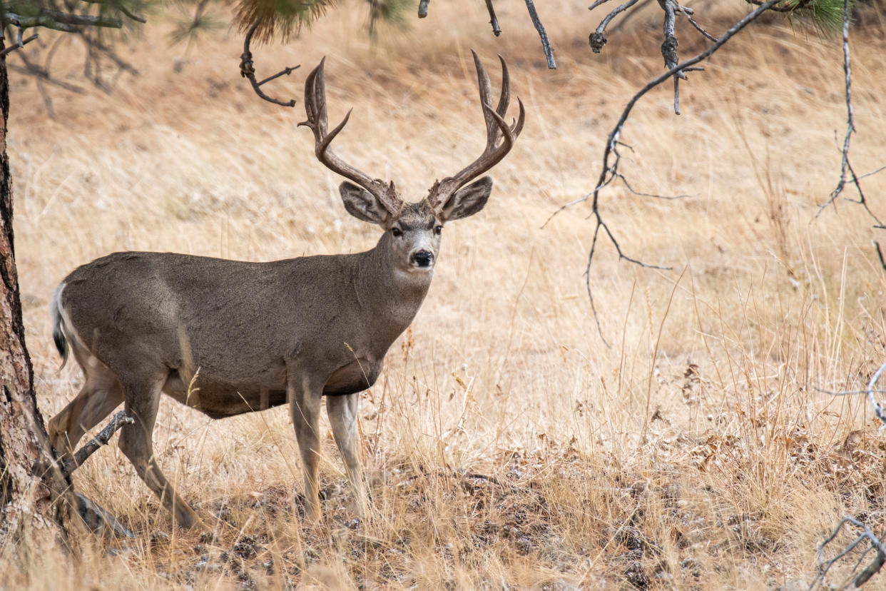 montana mule deer