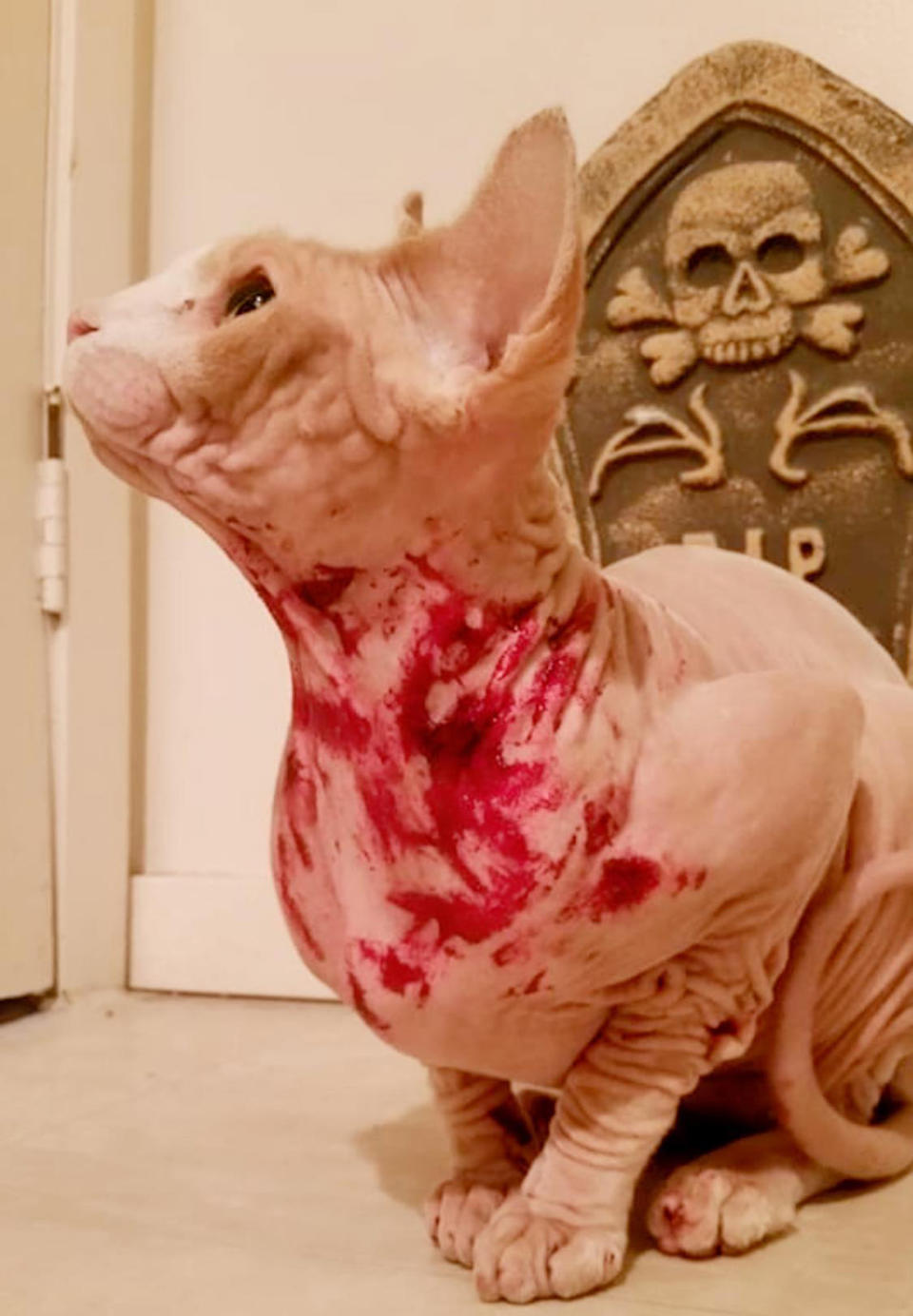 Imogen had the shock of her life when she woke up to her beloved cat, seemingly covered in blood. (Collect/PA Real Life)