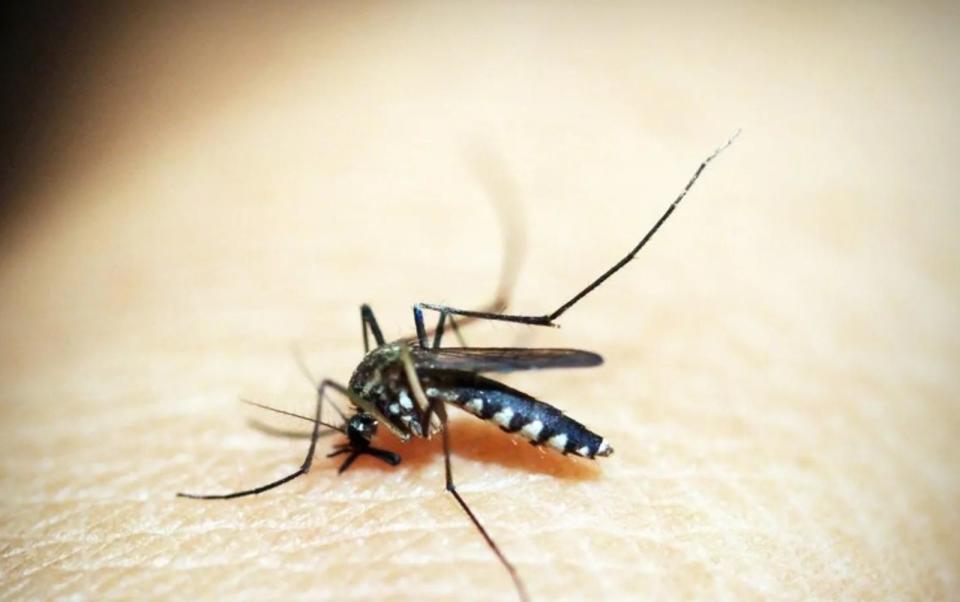 由於近來天氣適合病媒蚊生長及活動，導致登革熱確診數攀升。（翻攝自Pexels）